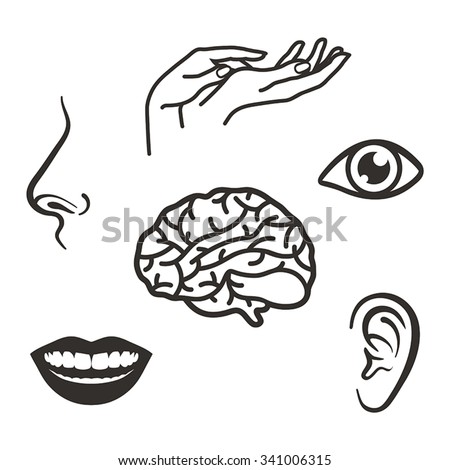 Five Senses Stock Photos, Images, & Pictures | Shutterstock