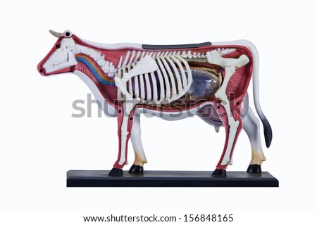 Animal Internal Organ Stock Images, Royalty-Free Images & Vectors