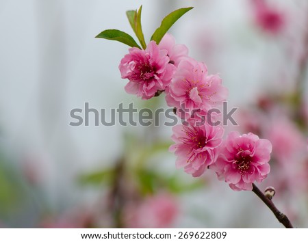 Close up of pink blossoms with blurred background