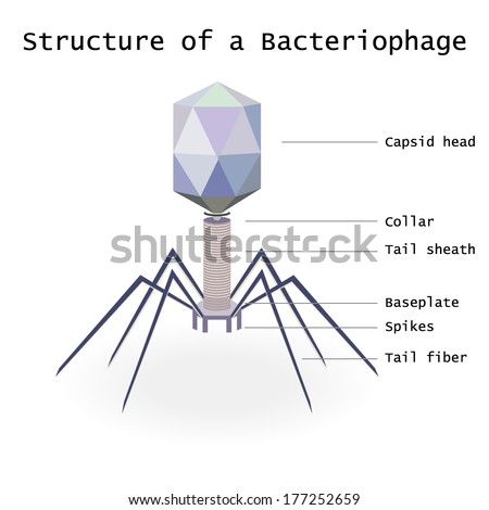 Bacteriophage Stock Images, Royalty-Free Images & Vectors | Shutterstock