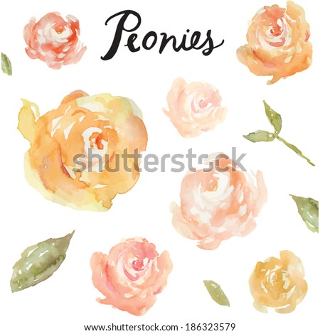 Collection Of Hand Painted Watercolor Peonies. Watercolor Vector. Vector Peony Collection