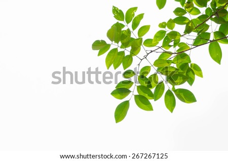 Green Leaf Isolated On White Background Stock Photo 65963341 - Shutterstock