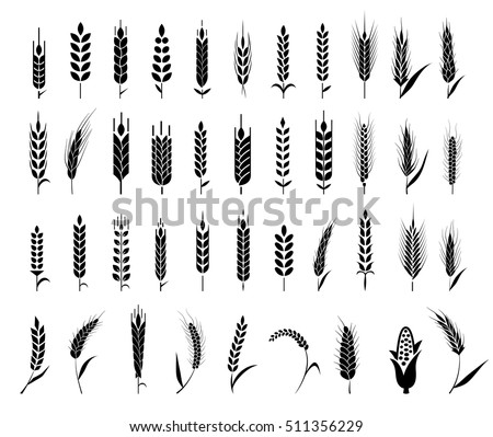 Cereals icon set with rice, wheat, corn, oats, rye, barley. Ears of wheat bread symbols. Organic , agriculture seed, plant and food, natural eat. Vector illustration.