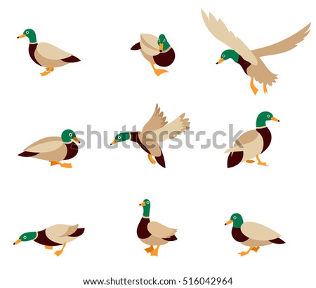 Cartoon Caricature Domestic Duck Cartoon Duck Stock Vector 516042964 ...