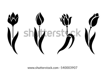 Tulipan negro