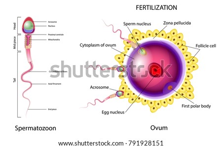 Cortical Stock Images, Royalty-Free Images & Vectors | Shutterstock