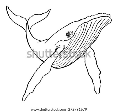 Blue Whale Watercolor Hand Drawing Vector Stock Vector 272734700 ...