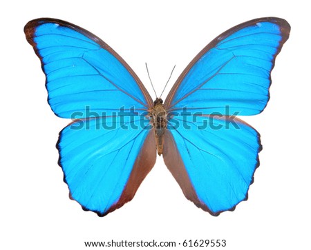 Blue butterfly Stock Photos, Images, & Pictures | Shutterstock