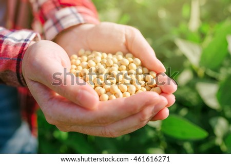 Female farmer with handful od soybean in cultivated field, agricultural worker harvesting soy crops on bright sunny day