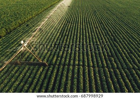 Aerial view of irrigation equipment watering green soybean crops field in summer afternoon, drone point of view for unusual angle for agricultural activity
