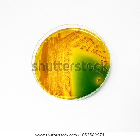 Sucrose Stock Images, Royalty-Free Images & Vectors | Shutterstock