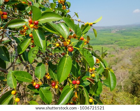 Garcinia gummi-gutta fruit picture 3