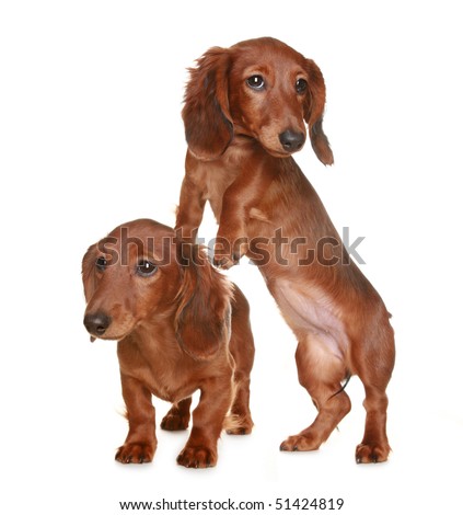 Little Brown Long Haired Dachshund Dog Stock Photo 51424822 - Shutterstock