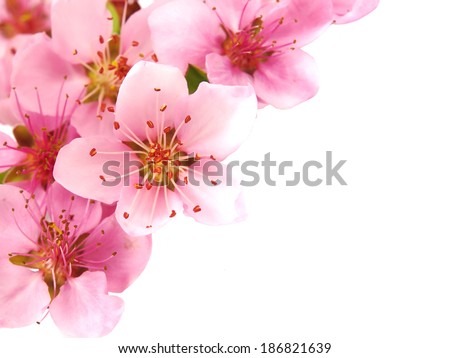 Pink spring flowers border