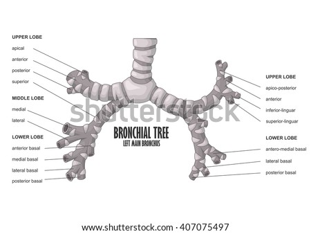Bronchial Tree Left Main Bronchus Human Stock Vector (Royalty Free