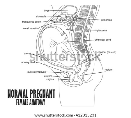 Normal Pregnant Female Anatomy Stock Illustration 406004785 - Shutterstock