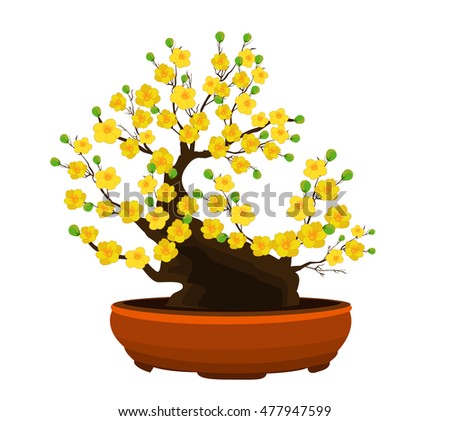 Yellow Apricot Flower, traditional lunar new year in Vietnam