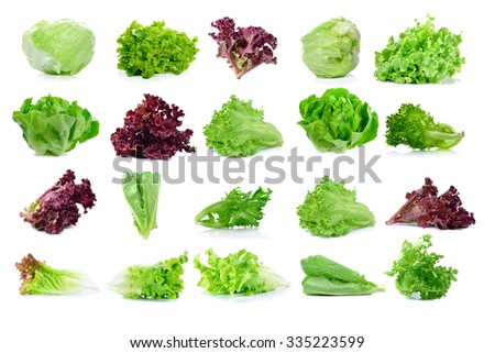 fresh and green lettuce on white background food concept fresh lettuce 