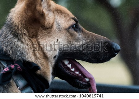 K9 Stock Images, Royalty-Free Images & Vectors | Shutterstock