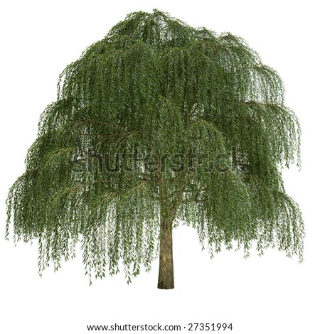 Willow Tree Isolated On White Background Stock Illustration 27351994 ...