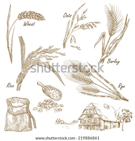 Cereals set. Hand drawn illustration wheat, rye, oats, barley, farm house in vintage style