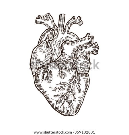 Heart Organ Stock Photos, Images, & Pictures | Shutterstock