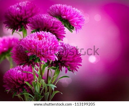 Aster Autumn Flowers Art Design Stock Photo 112953589 - Shutterstock