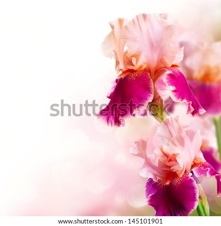 Iris Flowers Border Design Isolated On Stock Photo 145101901 - Shutterstock