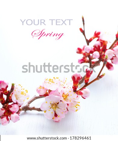 Spring Blossom. Apricot Flowers closeup on white wood background