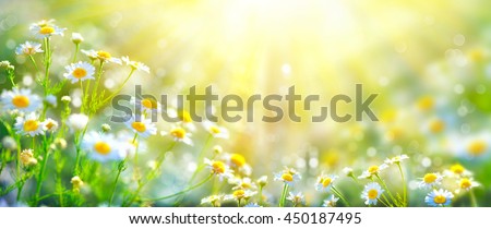 Chamomile flowers field wide background in sun light. Summer Daisies. Beautiful nature scene with blooming medical chamomilles. Alternative medicine. Camomile Spring flower background Beautiful meadow