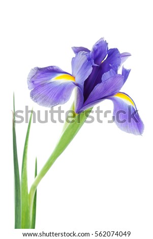 Iris Stock Images, Royalty-Free Images & Vectors | Shutterstock