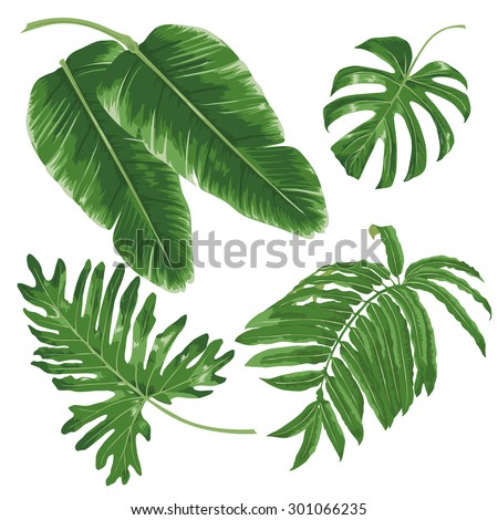 Tropical Leaves Stock Photos, Images, & Pictures | Shutterstock