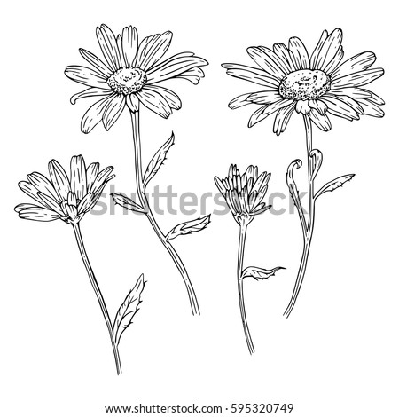 Set of drawn with ink daisies flowers. Vector illustration. Page for coloring