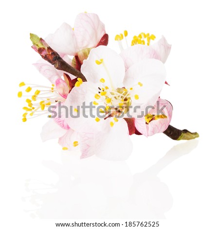 blossom of the apricot on white background