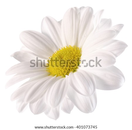 daisy isolated on the white background