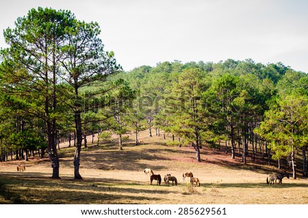 horses between the valley
