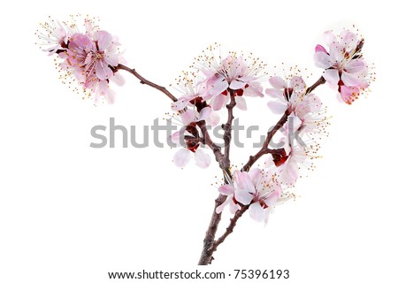 Blossoming apricot