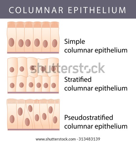 Epithelium Stock Images, Royalty-Free Images & Vectors | Shutterstock