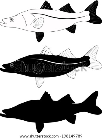 Snook Stock Images, Royalty-Free Images & Vectors | Shutterstock
