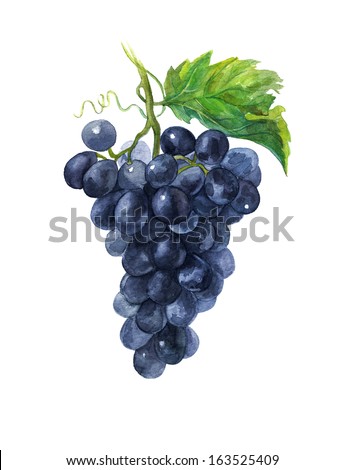 Grape Watercolor Stock Images, Royalty-Free Images & Vectors | Shutterstock