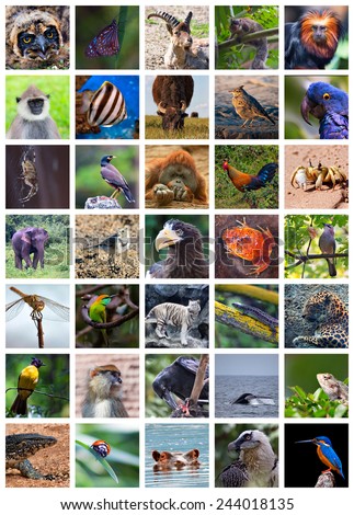 Collage made of set including 35 different animals - stock photo