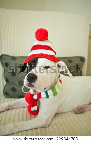 Smiling Dog Celebrates Valentine S Day Smiling Dog Celebrates Valentine S Day