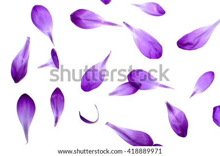 Purple petals isolated on white background, natural pattern.
