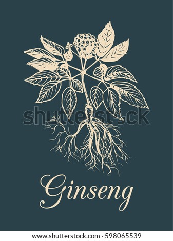 Vector ginseng illustration on dark background. Hand drawn sketch of medicinal plant. Botanical drawing in engraving style. Organic, eco herb.