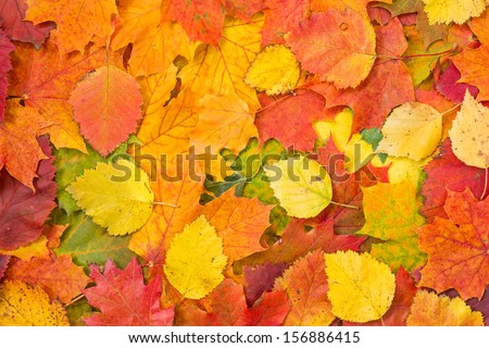 Colorful and bright background made of fallen autumn leaves