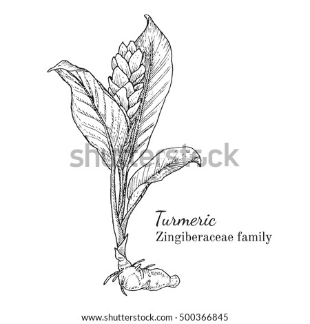 Ink turmeric herbal illustration. Hand drawn botanical sketch style. Absolutely vector. Good for using in packaging - tea, condinent, oil etc - and other applications