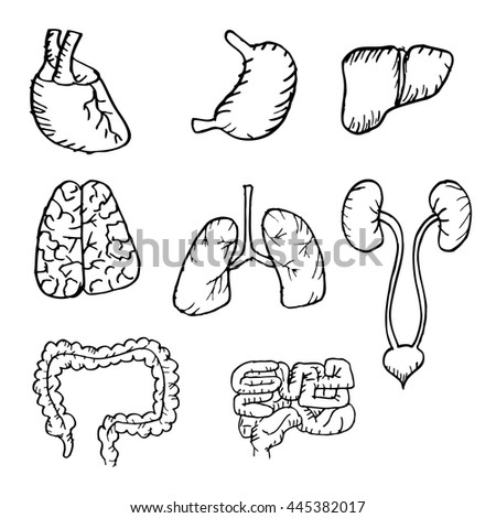 Internal Human Organs Hand Drawn Icons Stock Vector 445382017 ...