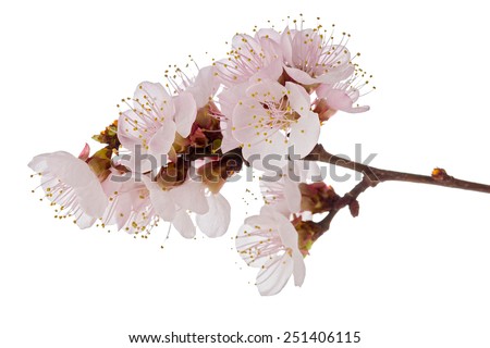 Studio shot of apricot blossom brunch isolated on white