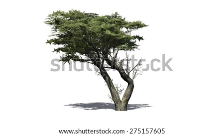 Cypress Tree Stock Images, Royalty-Free Images & Vectors | Shutterstock