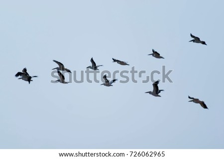 Pelican Stock Images, Royalty-Free Images & Vectors | Shutterstock